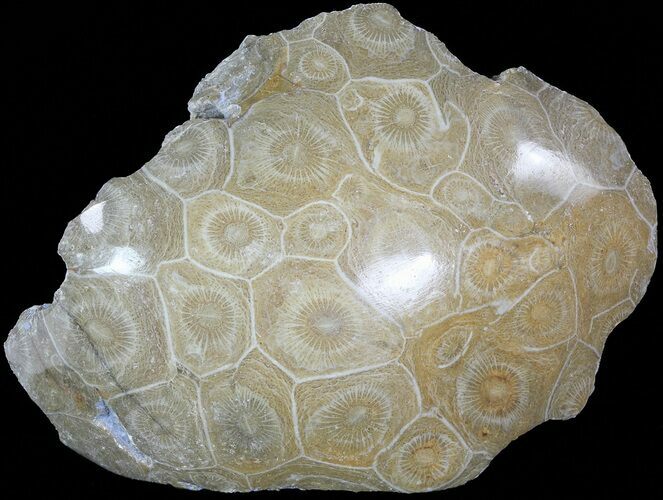 Polished Fossil Coral Head - Morocco #72315